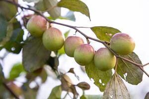 Red jujube fruits or apple kul boroi on a branch in the garden. Selective Focus with Shallow depth of field photo