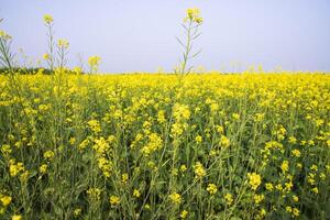 Outdoor yellow Rapeseed Flowers Field Countryside of Bangladesh photo