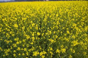 Blooming Yellow Rapeseed flowers in the field.  can be used as a floral texture background photo