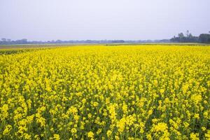 Beautiful Floral Landscape View of Rapeseed  in a field with blue sky in the countryside of Bangladesh photo