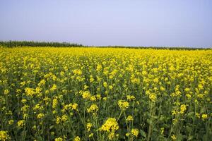 al aire libre amarillo colza flores campo campo de Bangladesh foto