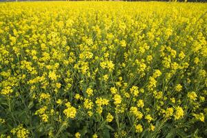 Blooming Yellow Rapeseed flowers in the field.  can be used as a floral texture background photo