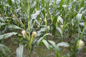 agricultural field of corn with young maize cobs growing on the  farm photo