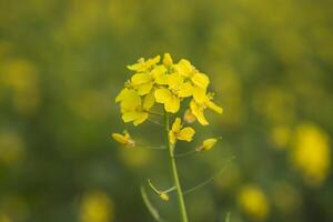 de cerca atención un hermosa floreciente amarillo colza flor con borroso antecedentes foto