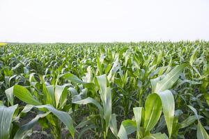 Agriculture corn fields growing in the harvest countryside of Bangladesh photo