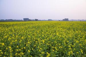 hermosa floral paisaje ver de colza en un campo con azul cielo en el campo de Bangladesh foto