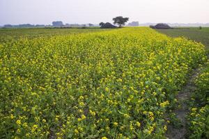 Beautiful Floral Landscape View of Rapeseed  in a field with blue sky in the countryside of Bangladesh photo