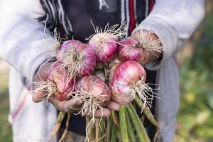 Farmer Hand Holding A Bunch of Red Onion at the Field During Cultivation Harvest Season in the Countryside of Bangladesh photo