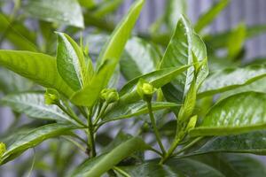 Close-up view of herbal leaves  Justicia adhatoda, commonly known in English as Malabar nut, adulsa, adhatoda, vasa, vasaka, is a medicinal plant native to Asia photo