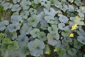 Green Organic vegetable sweet pumpkin Plantation in the garden photo