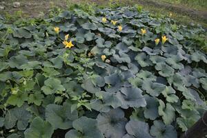 Green Organic vegetable sweet pumpkin Plantation in the garden photo