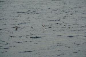 Shearwaters birds view from Istanbul Bosphorus cruise photo