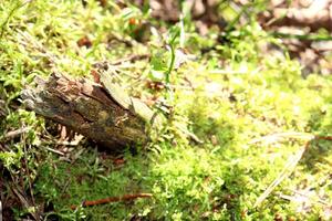 A snag, an old stump in the grass and moss in a forest clearing on a sunny summer day. Horizontal photo, natural blurred background photo