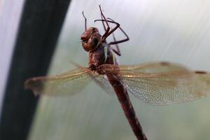 A dragonfly stuck its paws to the web under the roof of a greenhouse in the summer - an insect in a spider's trap, close-up, horizontal photo. photo