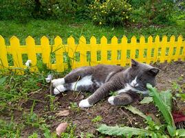 A gray cat lies on its side in a flowerbed and looks to the side with curiosity against the background of a yellow decorative fence and bushes on a cloudy autumn day. Horizontal photo, close-up photo