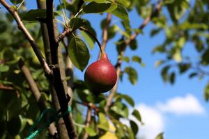 Red ripe round pear of the Naryadnaya Efimova variety on a branch in the summer garden. Horizontal photo