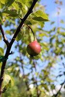 Red ripe round pear of the Naryadnaya Efimova variety on a branch in the summer garden. Vertical photo
