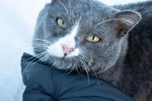 A gray stray cat looks at the man who fed him. A wild cat in the village in winter is looking for food and warmth. Photo, portrait, close-up photo