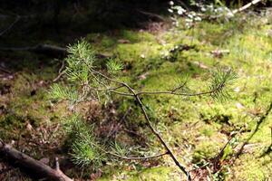 A branch of a young pine with green needles against the backdrop of a forest clearing on a sunny summer day. Horizontal photo, natural background photo