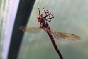 un libélula tiene atrapado en un web debajo el techo de un invernadero en el verano - un insecto atrapado por un araña, de cerca, horizontal foto. foto