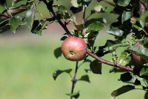 Red ripe apple of the Belarusian variety Olesya on a branch in the summer garden. Horizontal photo, close-up photo