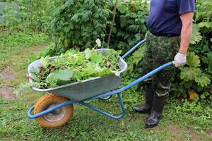 A retired man with a wheelbarrow filled with weeds stands in the garden on a cloudy summer day - lower body up to the waist - close-up, horizontal photo. Gardening, hobbies, plant care, gardening photo