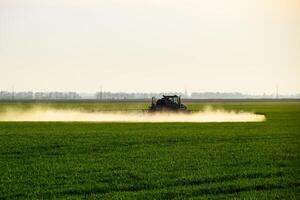 tractor con el ayuda de un rociador aerosoles líquido fertilizantes en joven trigo en el campo. foto