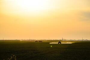 tractor with the help of a sprayer sprays liquid fertilizers on young wheat in the field. photo