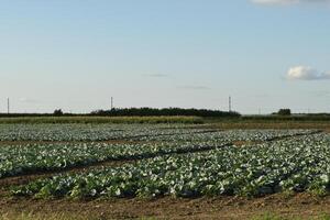 The cabbage field photo