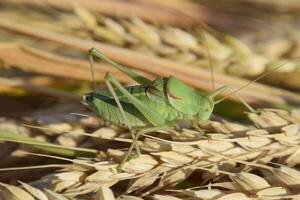 Isophya. Grasshopper is an isophy on a wheat spikelet. photo