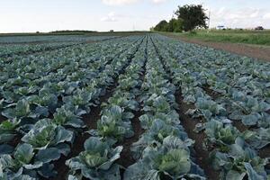 The cabbage field photo