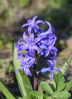 Hyacinth blooms in the garden. The hyacinth flower is blue. photo
