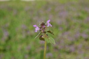 Lamium purpureum blooming in the garden. photo