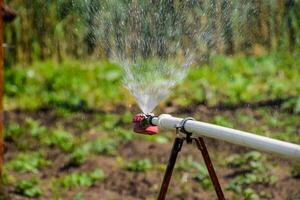 agua aspersor para riego en el jardín. riego en el jardín foto