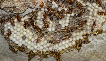 Wasp nest with wasps sitting on it. Wasps polist. The nest of a photo