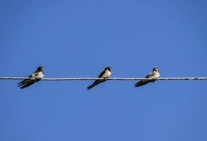 Swallows on the wires. Swallows against the blue sky. The swallo photo