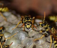 Wasp nest with wasps sitting on it. Wasps polist. The nest of a family of wasps which is taken a close-up photo