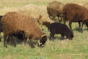 Sheep in the pasture photo