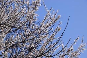 Apricot flowers on tree branches. Spring flowering garden. photo