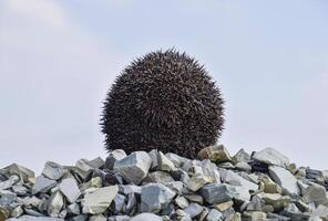 Hedgehog on a pile of rubble. Hedgehog curled up into a ball photo