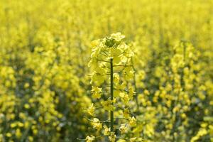 Rapeseed field. Background of rape blossoms. Flowering rape on the field. photo