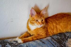 mainecoon gato, gigante Maine mapache gato. cría de de pura raza gatos a hogar foto