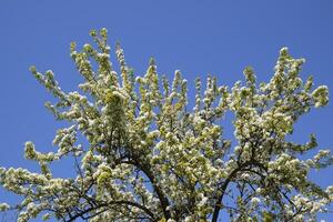 Blooming wild pear in the garden photo