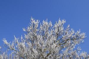 Spring flowering trees. Pollination of flowers of apricot. Blooming wild apricot in the garden photo