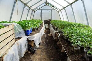 Seedlings of vegetables in the greenhouse. Tomatoes, cucumbers and peppers photo