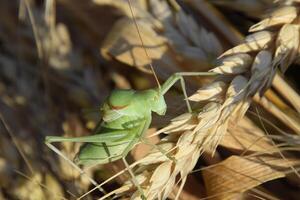 Isophya. Grasshopper is an isophy on a wheat spikelet. photo