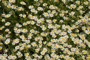 Chamomile flowers. Pharmaceutical camomile. Medicinal plant chamomile, flowering. photo