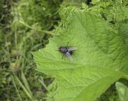 Fly on a leaf of  grass in a garden. photo