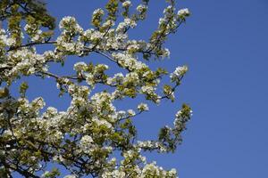 Blooming wild pear in the garden photo