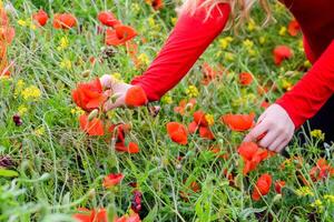 Tearing the poppies for a bouquet. Poppy flowers in the clearing. Blooming red wild poppy. Red poppy flowers photo